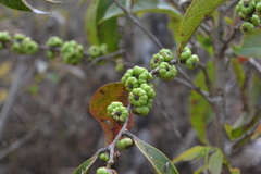 Glochidion hohenackeri